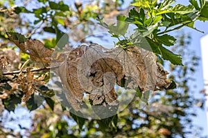 Caterpillars made cocoons on tree. Caterpillars ate all leaves in tree and twined branches of web in cocoon. Caterpillar of