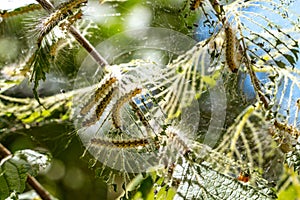 Caterpillars made cocoons on tree. Caterpillars ate all leaves in tree and twined branches of web in cocoon. Caterpillar