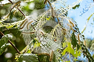 Caterpillars made cocoons on tree. Caterpillars ate all leaves in tree and twined branches of web in cocoon. Caterpillar