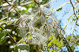 Caterpillars made cocoons on tree. Caterpillars ate all leaves in tree and twined branches of web in cocoon. Caterpillar