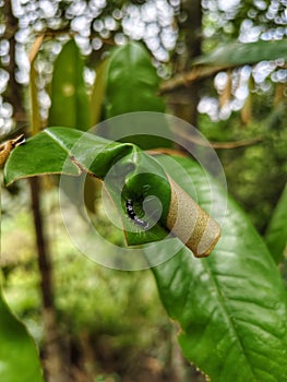 caterpillars are making their nests