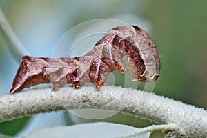 Caterpillars moth (Melanchra persicariae) are omnivorous and damage the leaves of almost all crops.