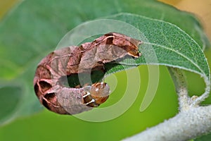 Caterpillars moth (Melanchra persicariae) are omnivorous and damage the leaves of almost all crops.