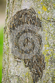 Caterpillars nest on tree.Tree attacked by caterpillars. Caterpillars texture. photo