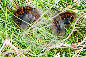 Caterpillars of the oak eggar moth, Lasiocampa quercus.