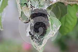 Caterpillars, pests on a fruit tree