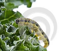 Caterpillars of the Pieris brassicae Large White Butterfly, cabbage butterfly, cabbage white, cabbage moth