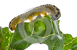 Caterpillars of the Pieris brassicae Large White Butterfly, cabbage butterfly, cabbage white, cabbage moth