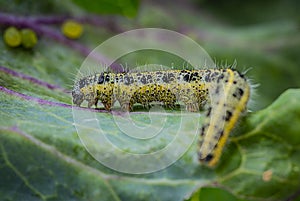 Caterpillars of the Pieris brassicae Large White Butterfly, cabbage butterfly, cabbage white, cabbage moth