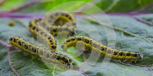 Caterpillars of the Pieris brassicae Large White Butterfly, cabbage butterfly, cabbage white, cabbage moth