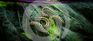Caterpillars of the Pieris brassicae (Large White Butterfly, cabbage butterfly, cabbage white, cabbage moth)