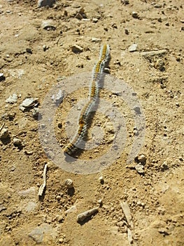 The caterpillars of the processionary crawl along the dirt road between the pines photo