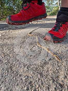 Caterpillars processionary marching on asphalt