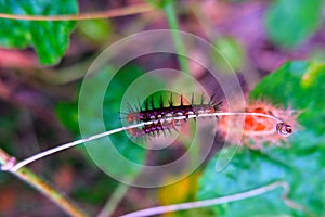 Caterpillars of Tawny Caster (Acraea violae) on dry twigs.