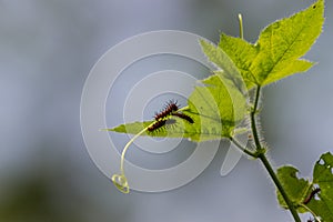 Caterpillars of Tawny Castor butterfly