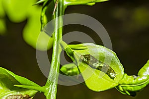 The caterpillars are unsightly color for camouflage