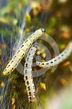 Caterpillars of weave moth yponomeuta evonymella