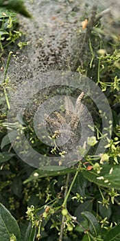 Caterpillars in a web