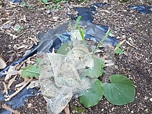 Caterpillars and web nest in leaves with yellowjacket or wasp on the nest