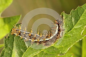 Caterpiller photo