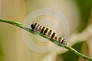 Caterpiller