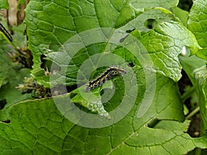 Caterpiller Eating Green Leafs