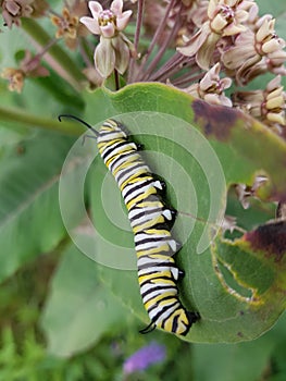 Caterpiller on leaves