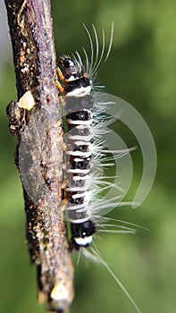 Caterpiller nature lover nature photography insect lover