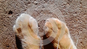 Catfeet