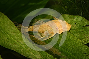 Catfish (Ancistrus spec.)
