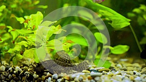 Catfish ancistrus swims in the aquarium