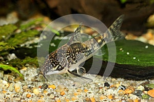 Catfish banded corydoras or bearded catfish Aquarium Fish Corydoras barbatus