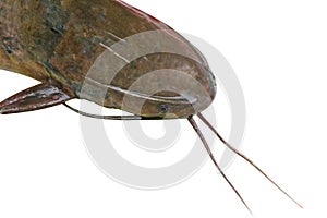 Catfish,Batrachian walking catfish,freshwater fish isolated on white background