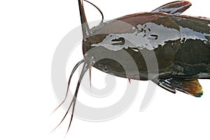 Catfish,Batrachian walking catfish,freshwater fish isolated on white background