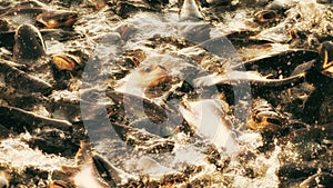 Catfish compete for food above the surface