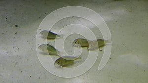 Catfish Corydoras underwater full HD video