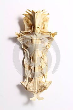 Catfish cranium photo