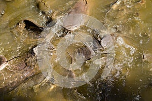 Catfish eating