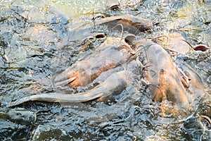 Catfish eating food on the catfish farm, feeds many freshwater fish agriculture aquaculture, catfish floating for breathe on top