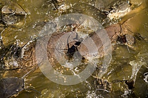 Catfish feeding, Thailand