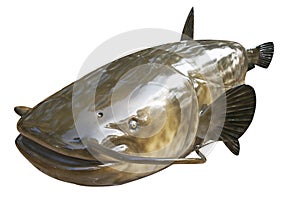 Catfish - fish model