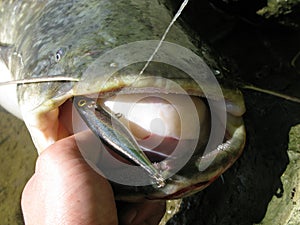 Catfish fishing photo