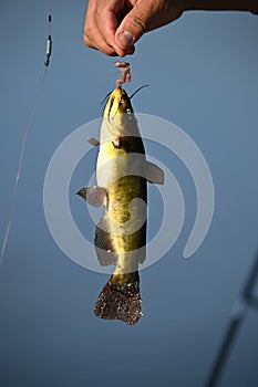 Catfish on fishing line up close