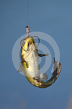 Catfish on fishing line up close