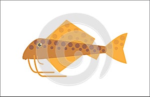 Catfish flat illustration