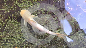 Catfish is a freshwater fish that looks like a shark