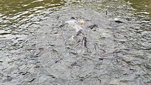 Catfish are freshwater fish, many of them are swimming.
