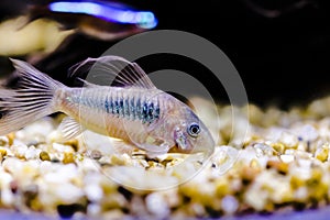 Catfish from genus corydoras