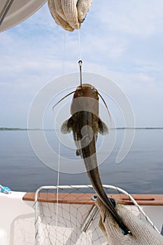 Catfish on a hook