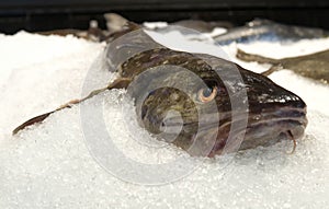 Catfish on ice
